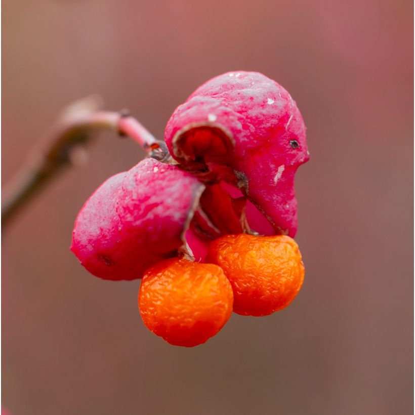 Euonymus alatus Ciliatodentatus - Evónimo alado (Cosecha)
