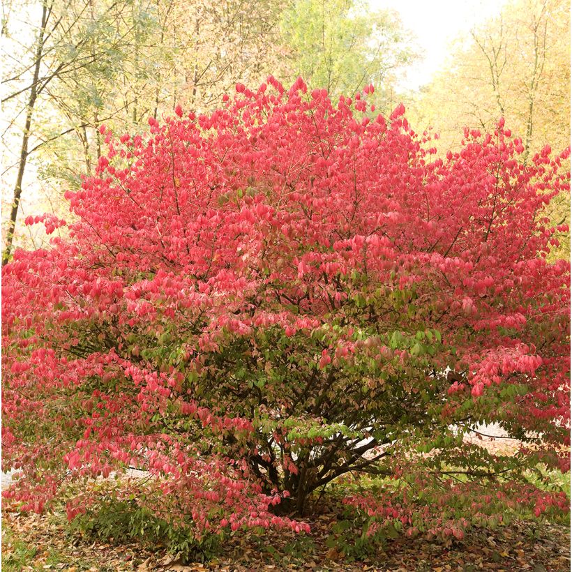 Euonymus alatus Ciliatodentatus - Evónimo alado (Porte)