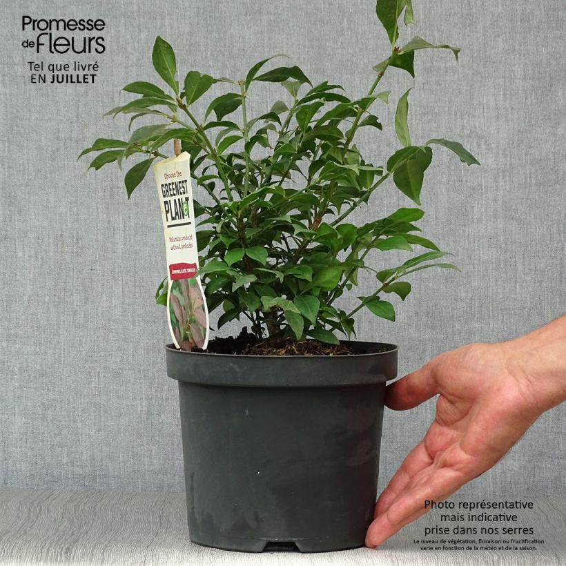 Ejemplar de Euonymus alatus Compactus - Evónimo alado Maceta 2L/3L entregado en verano