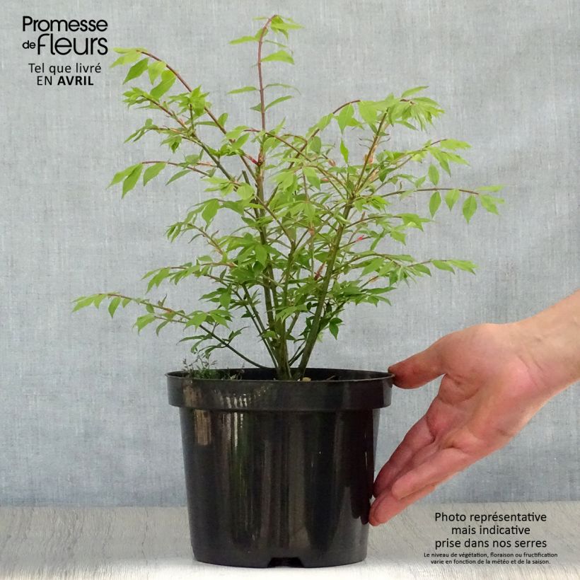 Euonymus alatus Compactus - Evónimo alado Maceta 2L/3L Ejemplar entregado en la primavera