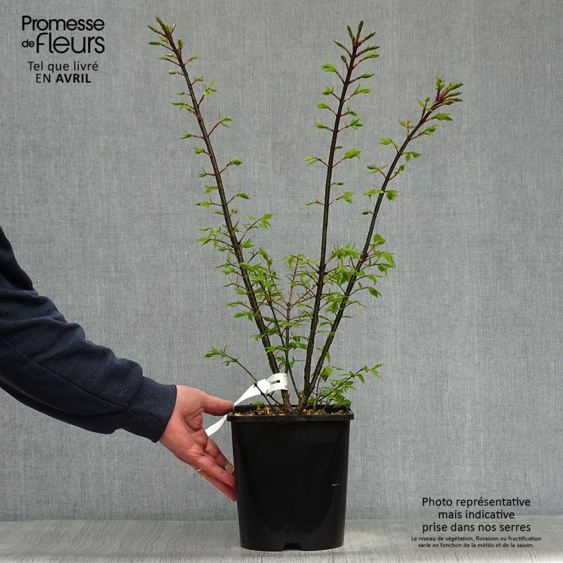 Euonymus alatus Compactus - Evónimo alado Maceta 4L/5L Ejemplar entregado en la primavera