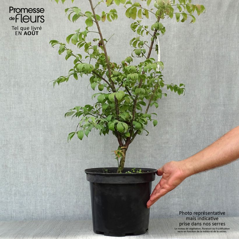 Ejemplar de Euonymus alatus Compactus - Evónimo alado Maceta 7,5L/10L entregado en verano