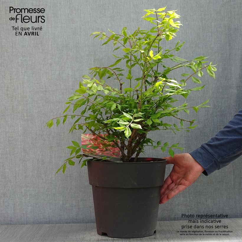 Euonymus alatus - Evónimo alado Maceta 7,5L/10L Ejemplar entregado en la primavera