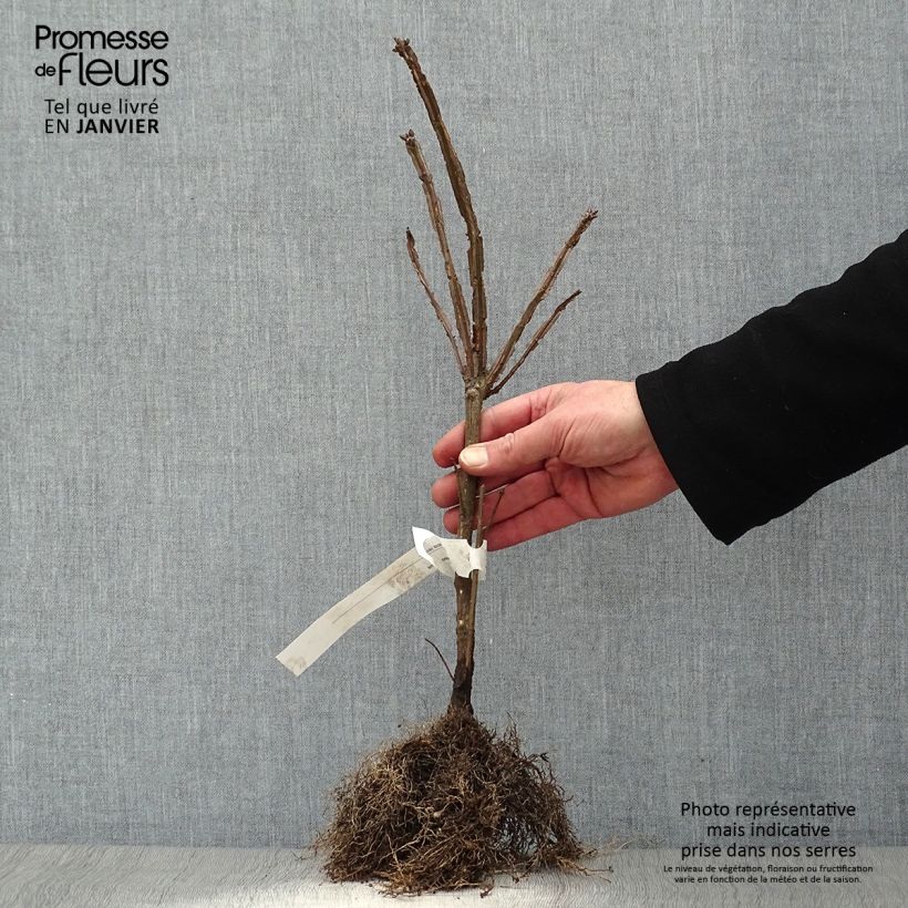 Euonymus alatus - Evónimo alado Raíces desnudas Ejemplar entregado en invierno