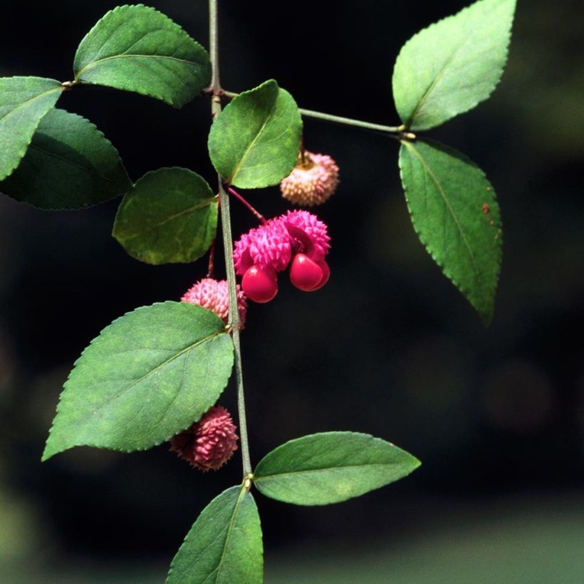 Euonymus americanus - Evónimo (Follaje)