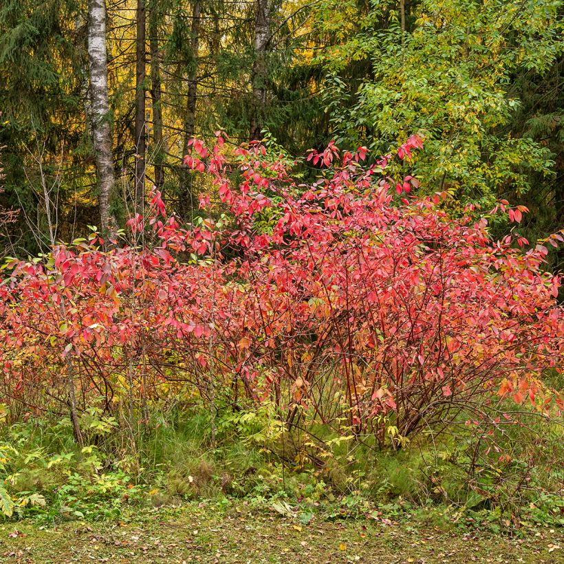 Euonymus europaeus - Boj (Porte)