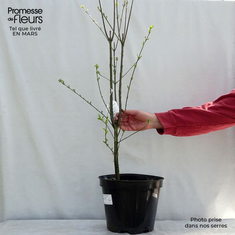 Euonymus europaeus - Boj Maceta 7,5L/10L Ejemplar entregado en invierno