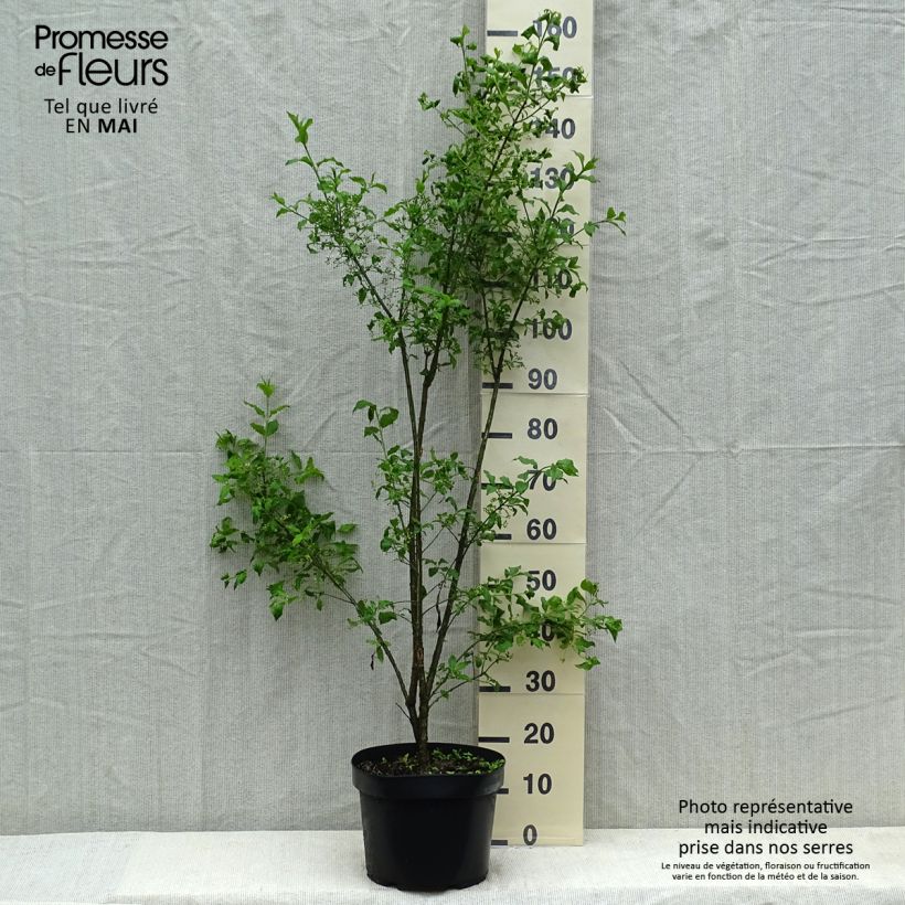 Ejemplar de Euonymus europaeus - Boj Maceta 7,5L/10L entregado en verano