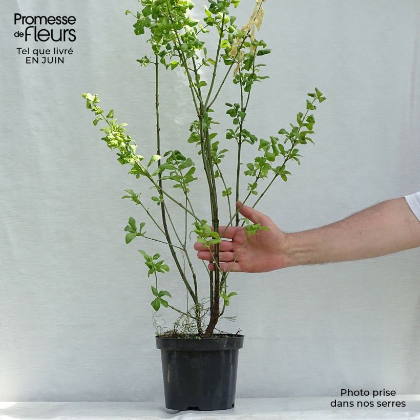 Ejemplar de Euonymus europaeus Red Cascade - Boj Maceta 2L/3L entregado en verano