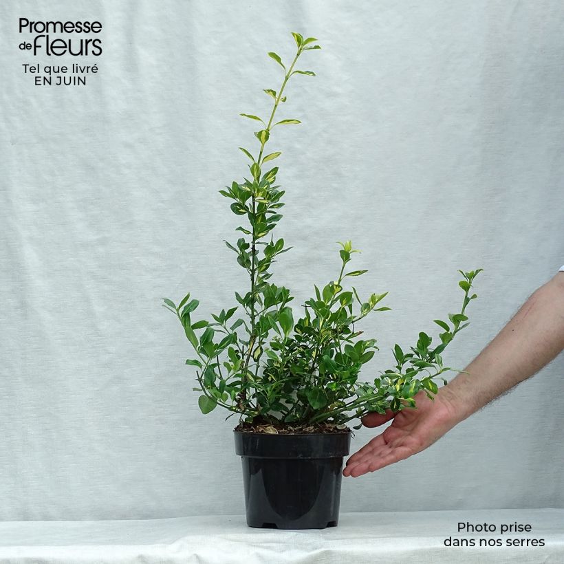 Ejemplar de Huso de la fortuna Blondy - Euonymus fortunei Maceta 2L/3L entregado en verano