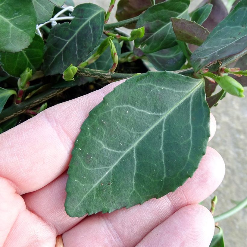 Huso de la fortuna Coloratus- Euonymus fortunei (Follaje)