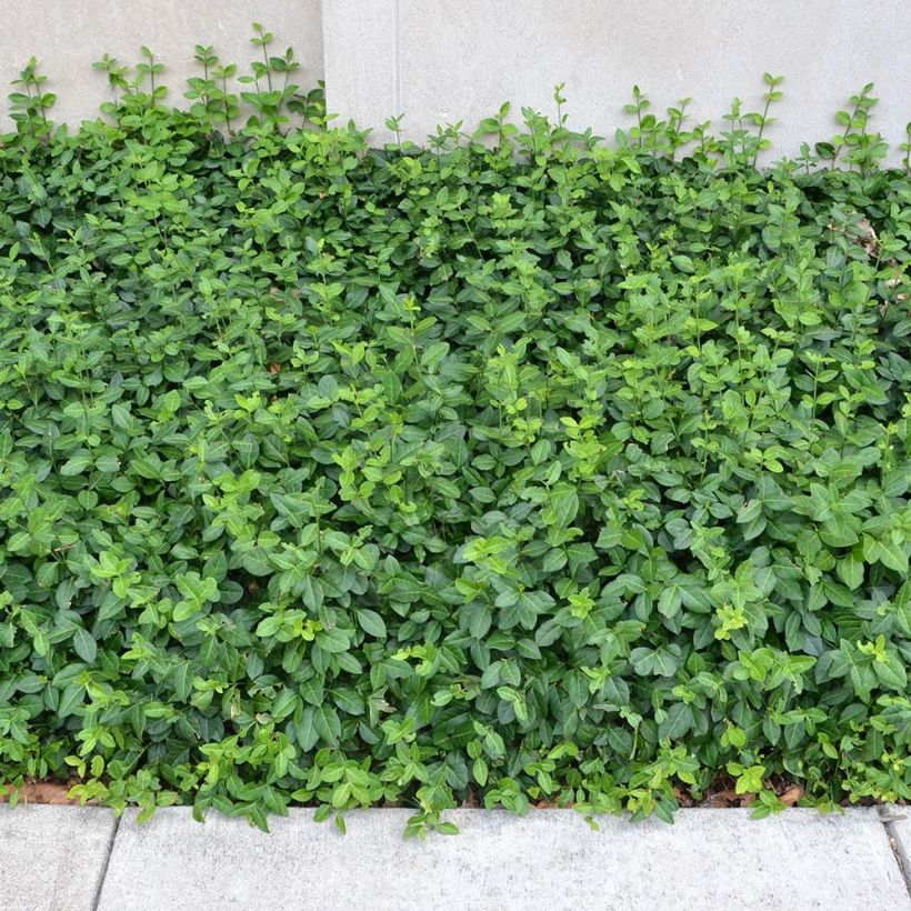 Huso de la fortuna Coloratus- Euonymus fortunei (Porte)