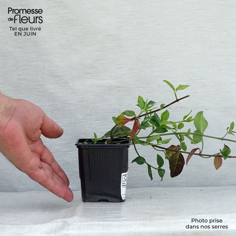 Ejemplar de Huso de la fortuna Coloratus- Euonymus fortunei Maceta de 8/9 cm entregado en verano