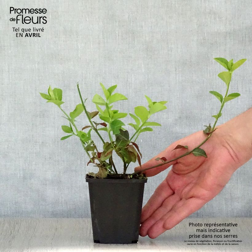 Huso de la fortuna Coloratus- Euonymus fortunei Maceta de 8/9 cm Ejemplar entregado en la primavera