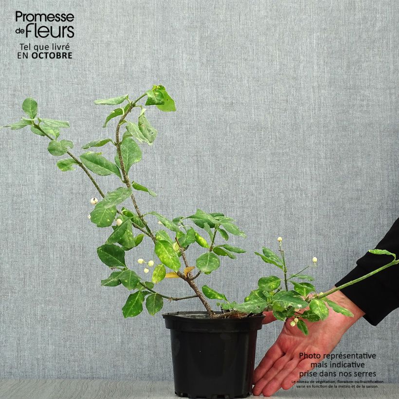 Ejemplar de Huso de la fortuna Dart's Blanket- Euonymus fortunei Maceta 2L/3L entregado en otoño