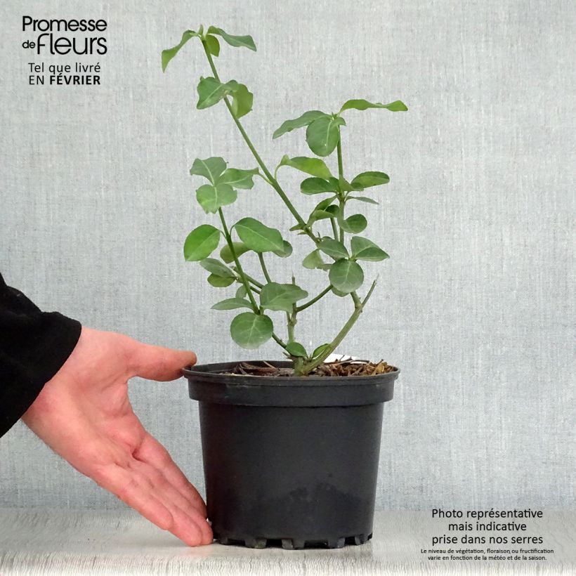 Huso de la fortuna Dart's Blanket- Euonymus fortunei Maceta 2L/3L Ejemplar entregado en invierno