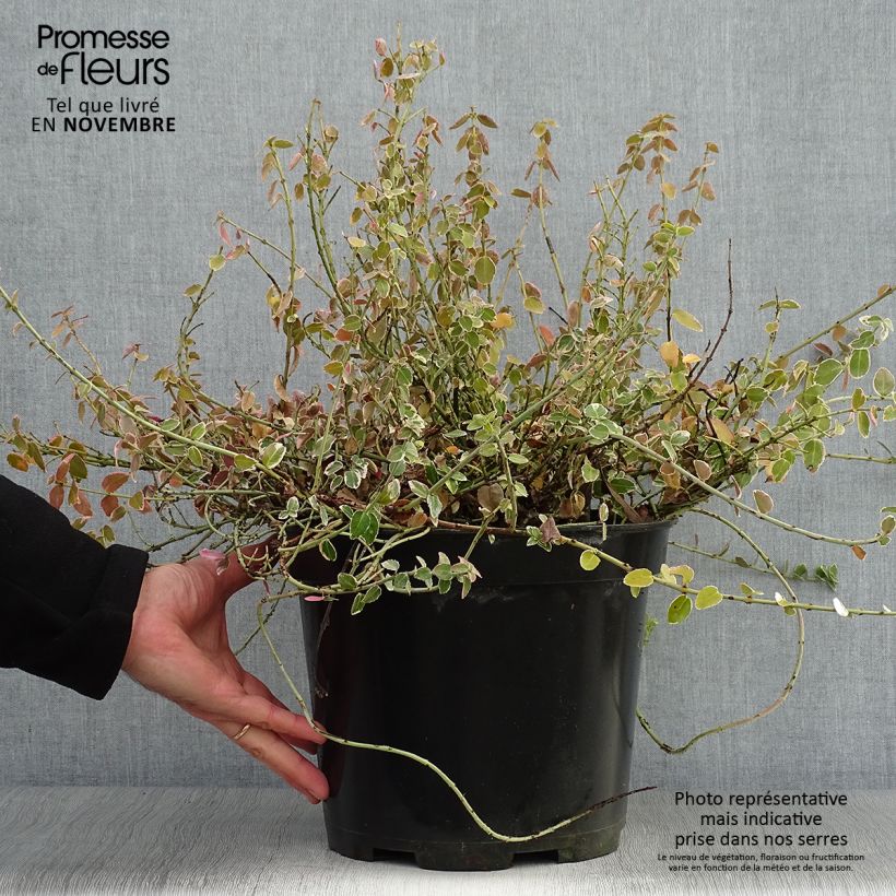 Ejemplar de Huso de la fortuna Emerald Gaiety- Euonymus fortunei Maceta 7,5L/10L entregado en otoño