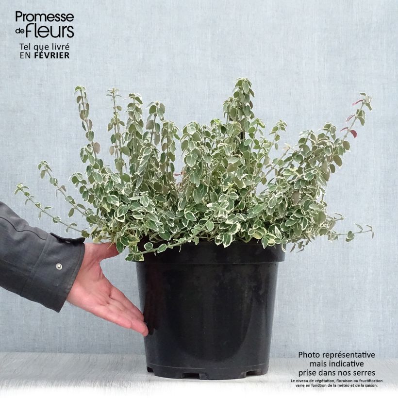 Huso de la fortuna Emerald Gaiety- Euonymus fortunei Maceta 7,5L/10L Ejemplar entregado en invierno