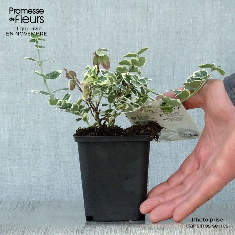 Ejemplar de Huso de la fortuna Emerald Gaiety- Euonymus fortunei Maceta de 8/9 cm entregado en otoño