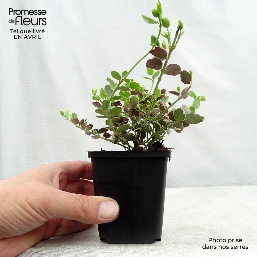 Huso de la fortuna Emerald Gaiety- Euonymus fortunei Maceta de 8/9 cm Ejemplar entregado en la primavera