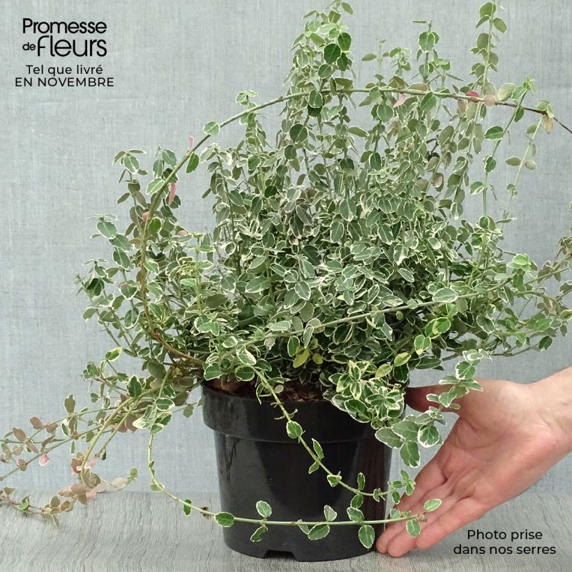 Ejemplar de Huso de la fortuna Emerald Gaiety- Euonymus fortunei Maceta 2L/3L entregado en otoño