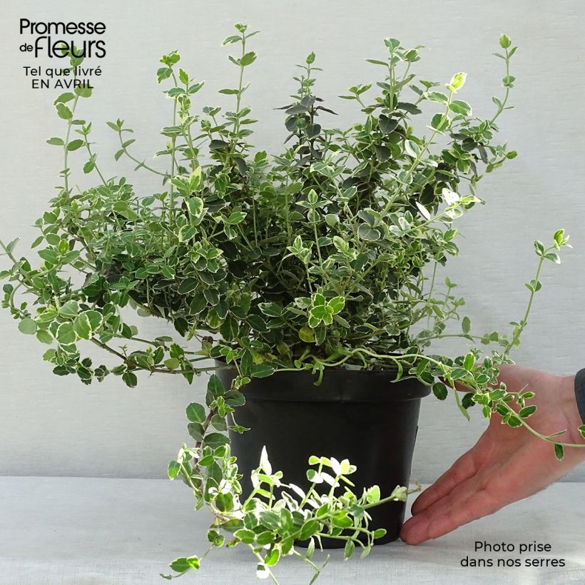 Huso de la fortuna Emerald Gaiety- Euonymus fortunei Maceta 2L/3L Ejemplar entregado en la primavera