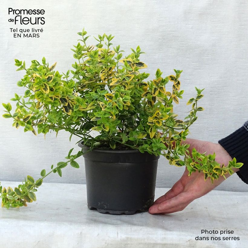 Huso de la fortuna Emerald 'n gold- Euonymus fortunei Maceta 2L/3L Ejemplar entregado en la primavera