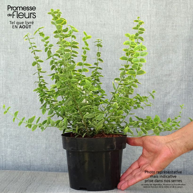 Ejemplar de Huso de la fortuna Emerald 'n gold- Euonymus fortunei Maceta 2L/3L entregado en verano