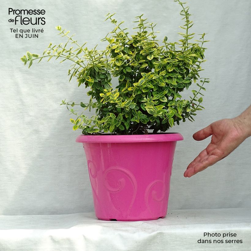 Ejemplar de Huso de la fortuna Emerald 'n gold- Euonymus fortunei Maceta 4L/5L entregado en verano