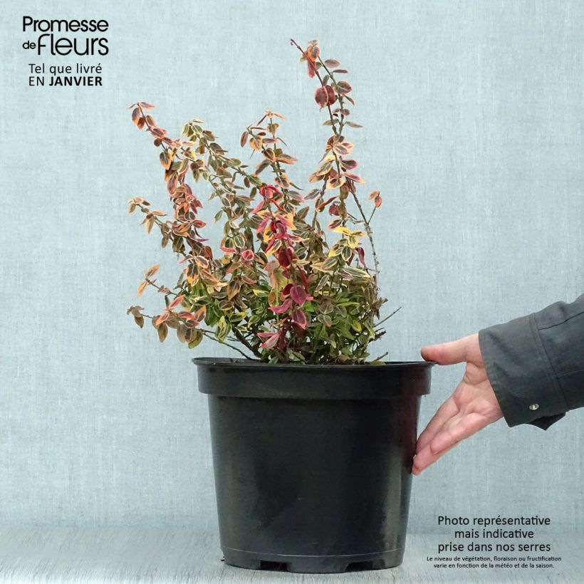 Huso de la fortuna Emerald 'n gold- Euonymus fortunei Maceta 4L/5L Ejemplar entregado en invierno