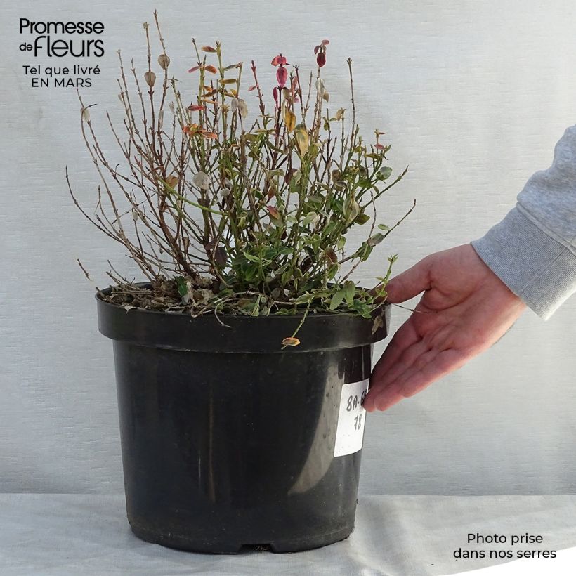 Huso de la fortuna Emerald 'n gold- Euonymus fortunei Maceta 4L/5L Ejemplar entregado en la primavera