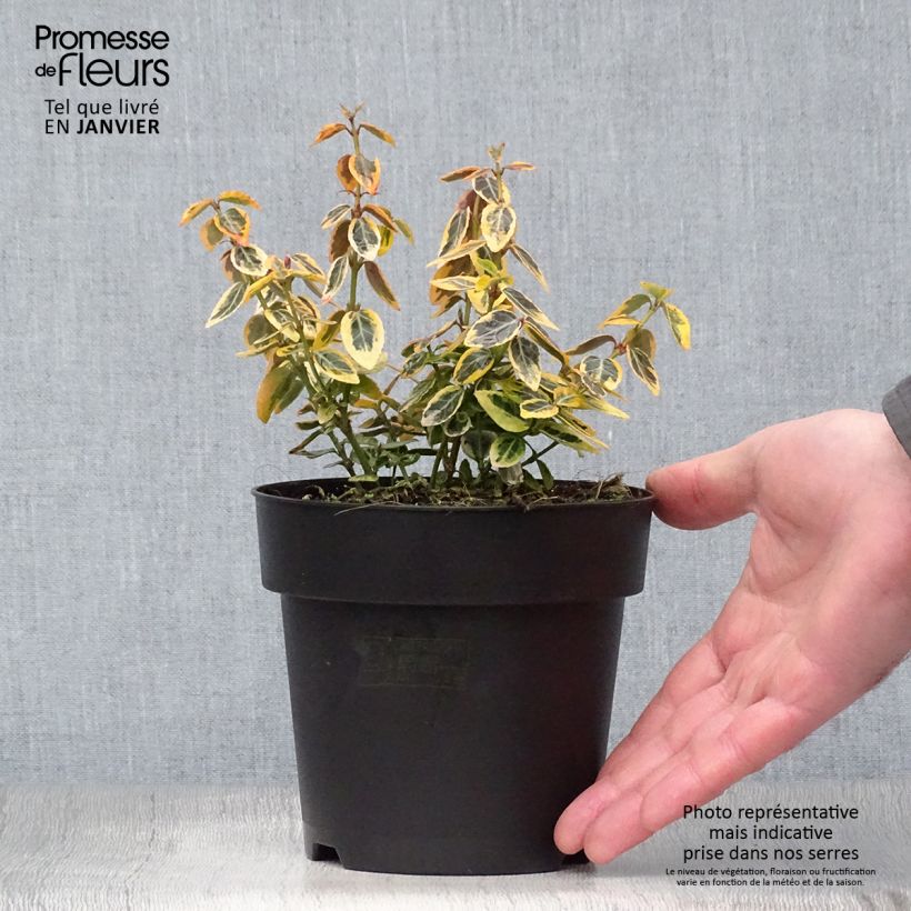 Huso de la fortuna Emerald 'n gold- Euonymus fortunei Maceta 1L/1,5L Ejemplar entregado en invierno