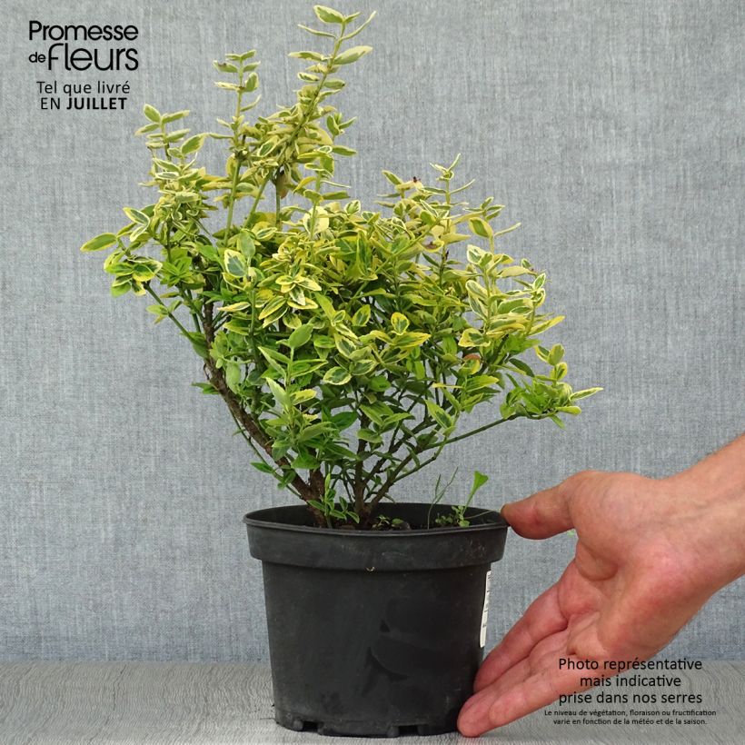 Ejemplar de Huso de la fortuna Emerald 'n gold- Euonymus fortunei Maceta 1L/1,5L entregado en verano