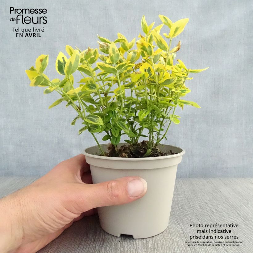 Huso de la fortuna Emerald 'n gold- Euonymus fortunei Maceta 1L/1,5L Ejemplar entregado en la primavera