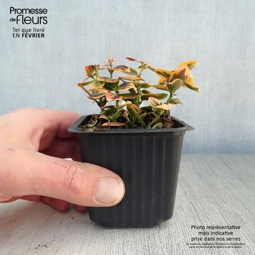 Huso de la fortuna Emerald 'n gold- Euonymus fortunei Maceta de 8/9 cm Ejemplar entregado en invierno