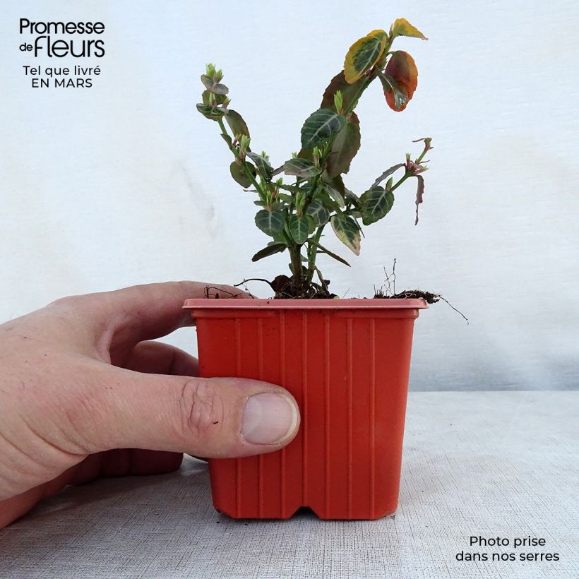 Huso de la fortuna Emerald 'n gold- Euonymus fortunei Maceta de 8/9 cm Ejemplar entregado en la primavera