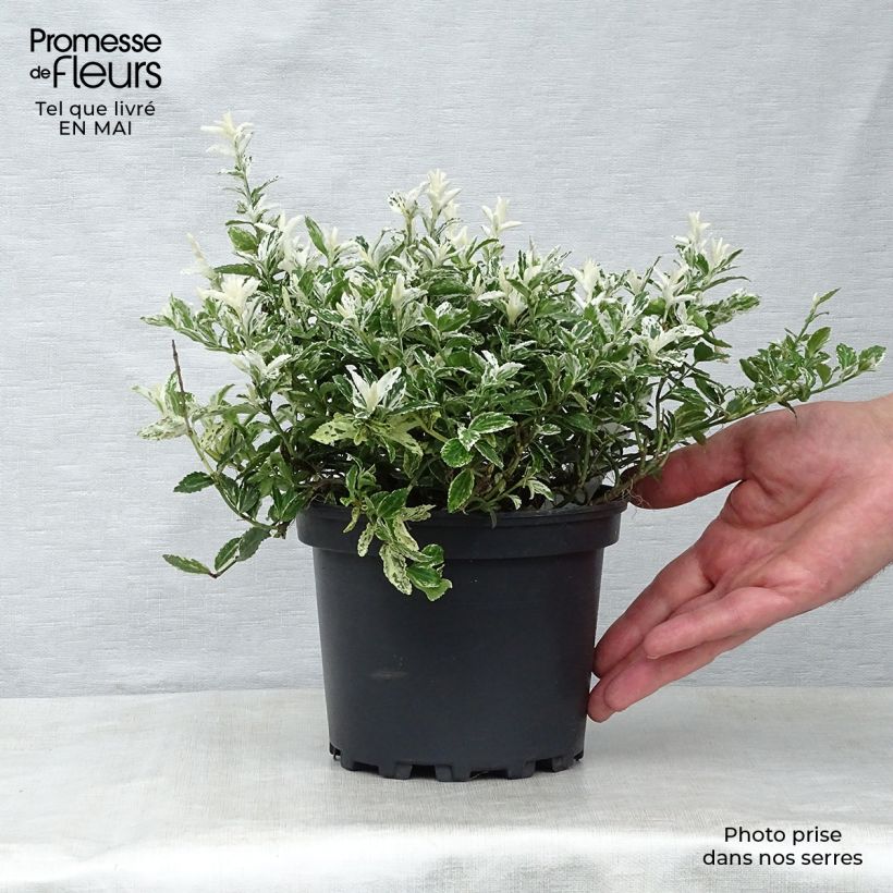 Huso de la fortuna Harlequin- Euonymus fortunei Maceta 2L/3L Ejemplar entregado en la primavera