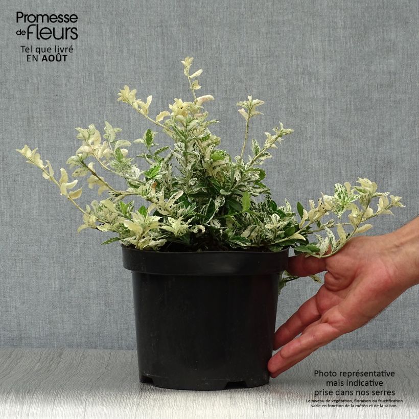 Ejemplar de Huso de la fortuna Harlequin- Euonymus fortunei Maceta 2L/3L entregado en verano