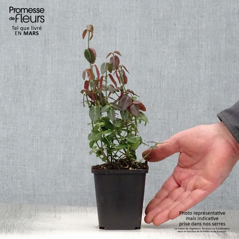 Huso de la fortuna Radicans- Euonymus fortunei Maceta de 8/9 cm Ejemplar entregado en la primavera