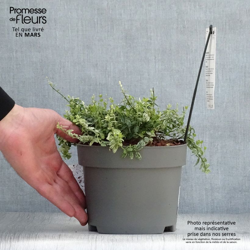 Huso de la fortuna Silverstone- Euonymus fortunei Maceta 2L/3L Ejemplar entregado en la primavera