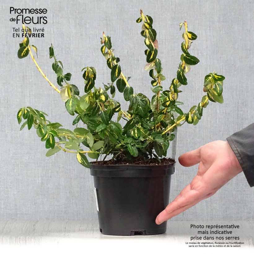 Huso de la fortuna Sunspot- Euonymus fortunei Maceta 2L/3L Ejemplar entregado en invierno