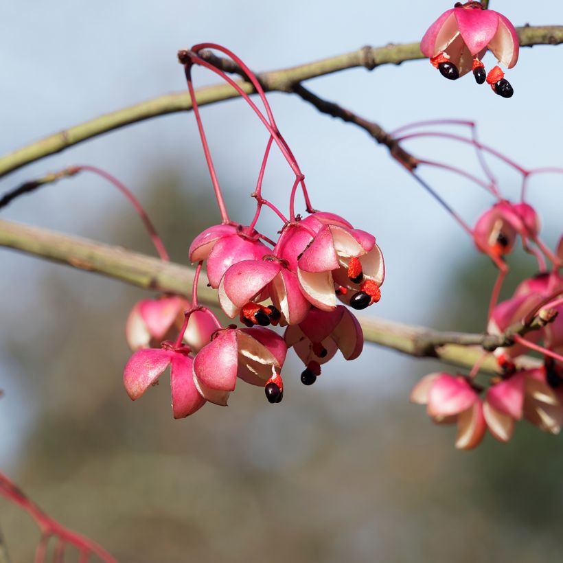 Euonymus grandiflorus Red Wine - Evónimo (Cosecha)
