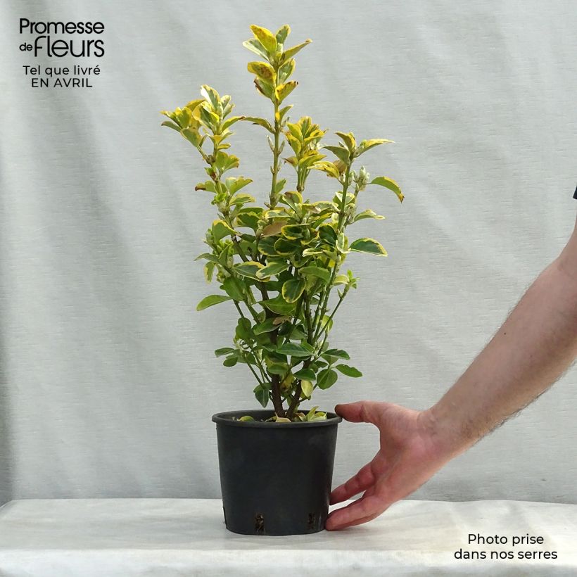 Evónimo Aureomarginatus - Euonymus japonicus Maceta 2L/3L Ejemplar entregado en la primavera