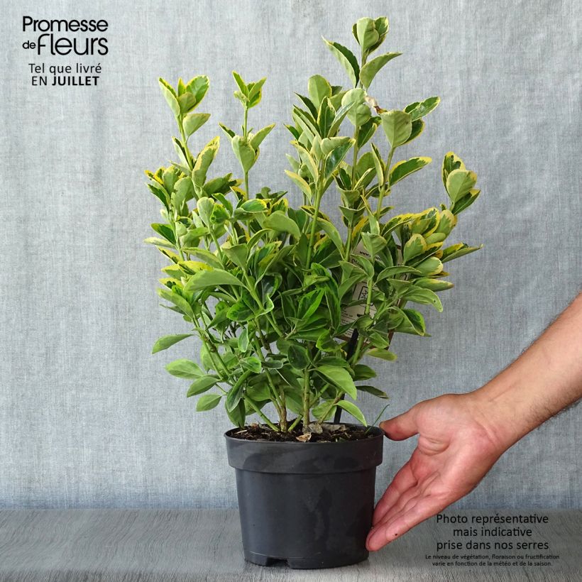 Ejemplar de Evónimo Aureomarginatus - Euonymus japonicus Maceta 2L/3L entregado en verano