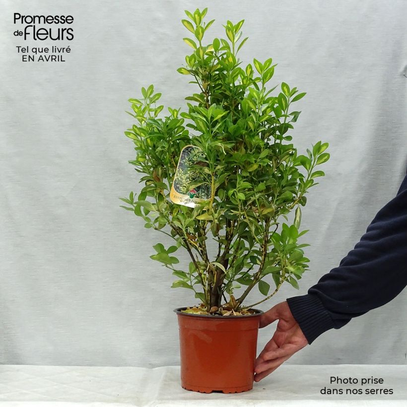 Evónimo Aureus - Euonymus japonicus Maceta 2L/3L Ejemplar entregado en la primavera