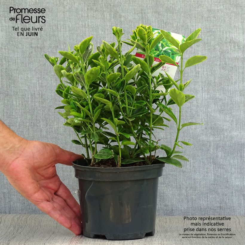Ejemplar de Evónimo Aureus - Euonymus japonicus Maceta 2L/3L entregado en verano