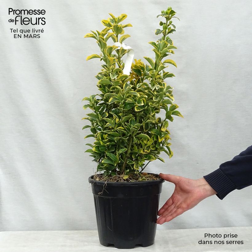 Evónimo Aureus - Euonymus japonicus Maceta 7,5L/10L Ejemplar entregado en la primavera