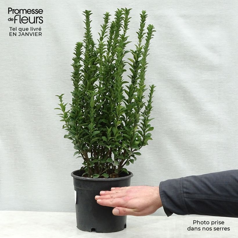 Evónimo Benkomasaki - Euonymus japonicus Maceta 2L/3L Ejemplar entregado en invierno