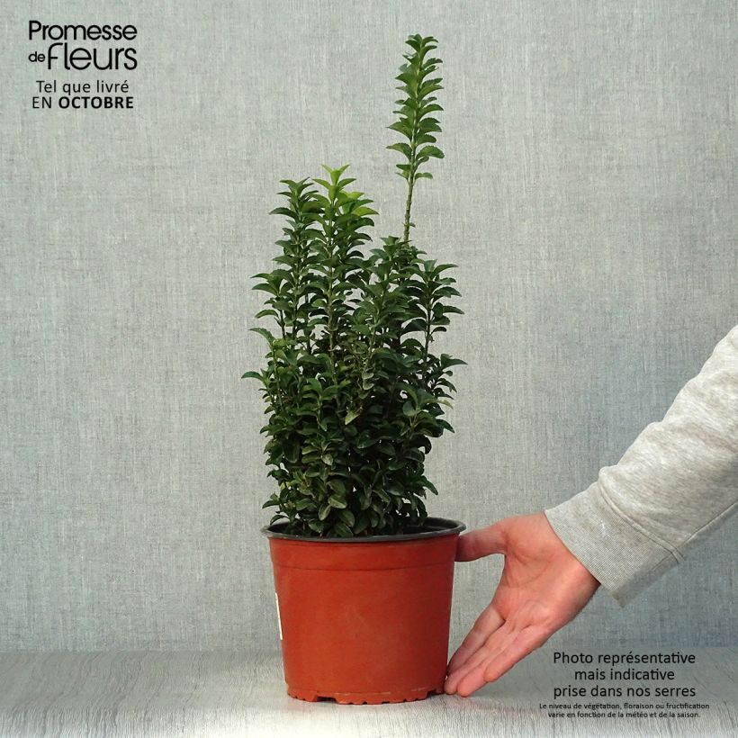Ejemplar de Evónimo Benkomasaki - Euonymus japonicus Maceta 2L/3L entregado en otoño
