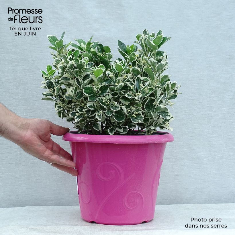 Ejemplar de Evónimo Bravo - Euonymus japonicus Maceta 7,5L/10L entregado en verano